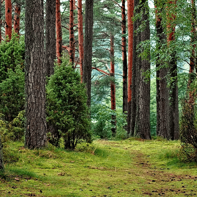 forest